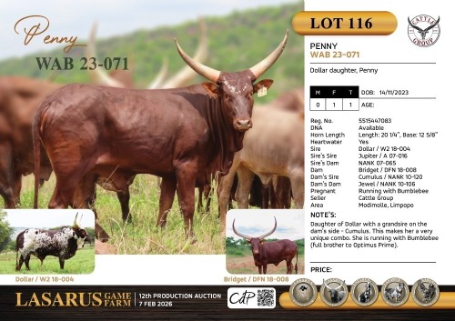 1X Dollar daughter, Penny Cattle Group