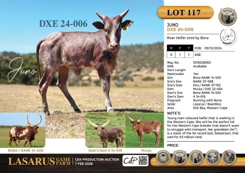 1X Roan Heifer sired by Bona Lasarus / Baardbos