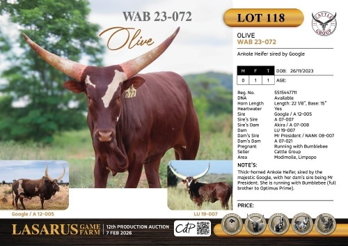 1X Ankole Heifer sired by Google Cattle Group