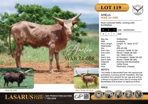 1X Roan Coloured heifer, running with Bumblebee Cattle Group