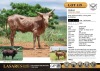 1X Roan Coloured heifer, running with Bumblebee Cattle Group