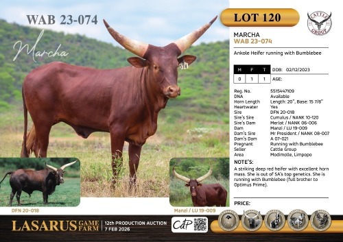 1X Ankole Heifer running with Bumblebee Cattle Group