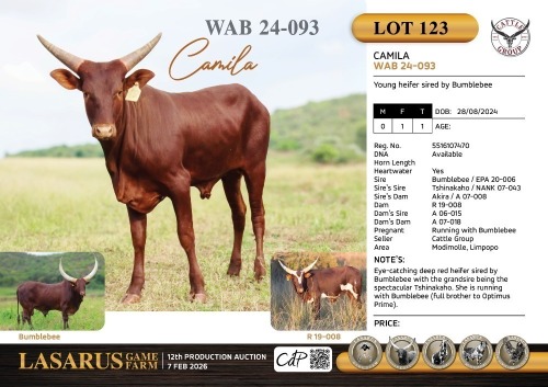 1X Young heifer sired by Bumblebee Cattle Group