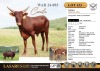 1X Young heifer sired by Bumblebee Cattle Group