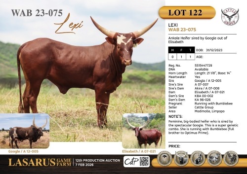 1X Ankole Heifer sired by Google out of Elisabeth Cattle Group