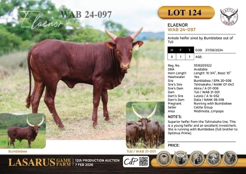 1X Ankole heifer sired by Bumblebee out of Tuli Cattle Group