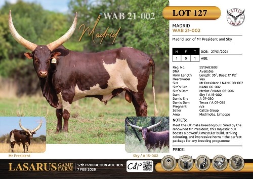 1X Madrid, son of Mr President and Sky Cattle Group