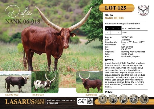1X Ankole cow running with Bumblebee Cattle Group