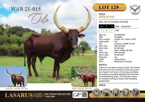 1X Oslo, son of Cumulus and Dalia Cattle Group