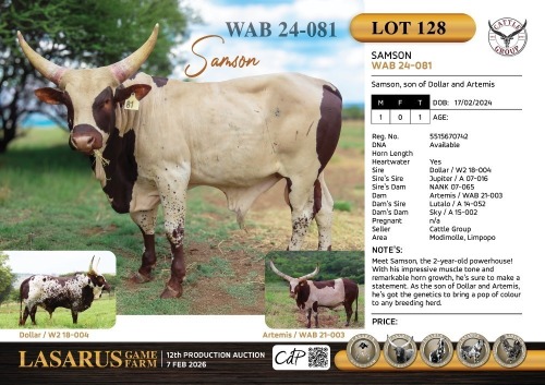1X Samson, son of Dollar and Artemis Cattle Group