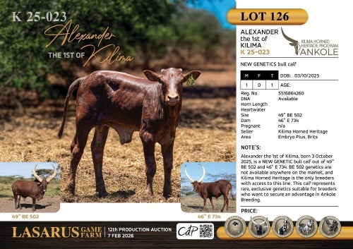 1X NEW GENETICS bull kalf Kilima Horned Heritage