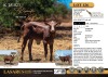 1X NEW GENETICS bull kalf Kilima Horned Heritage
