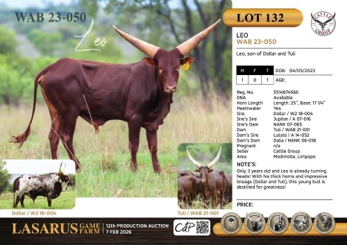 1X Leo, son of Dollar and Tuli Cattle Group