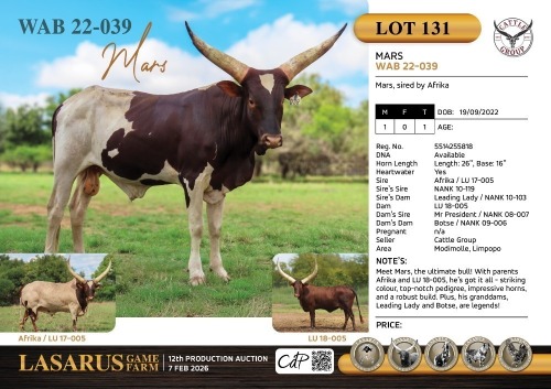 1X Mars, sired by Afrika Cattle Group