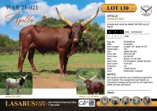 1X Ankole bull sired by NANK 06-002 out of Manzi Cattle Group