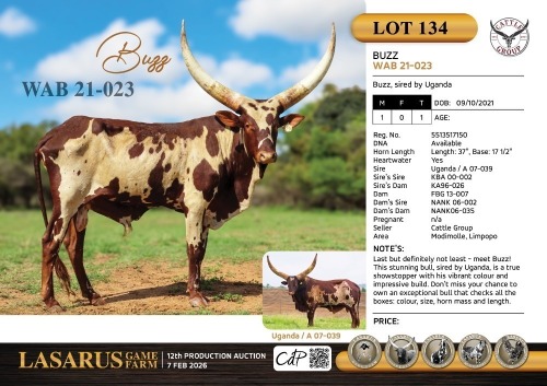1X Buzz, sired by Uganda Cattle Group