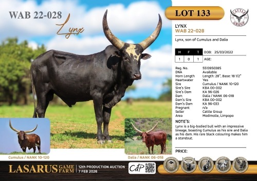 1X Lynx, son of Cumulus and Dalia Cattle Group