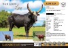1X Lynx, son of Cumulus and Dalia Cattle Group