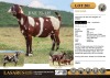 1X Stud Cape Lob Ear ewe daughter of STORM Lasarus Game Farm