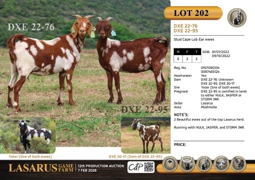 2X Stud Cape Lob Ear ewes Lasarus Game Farm (Pay per Animal)