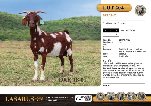 1X Stud Cape Lob Ear ewe Lasarus Game Farm