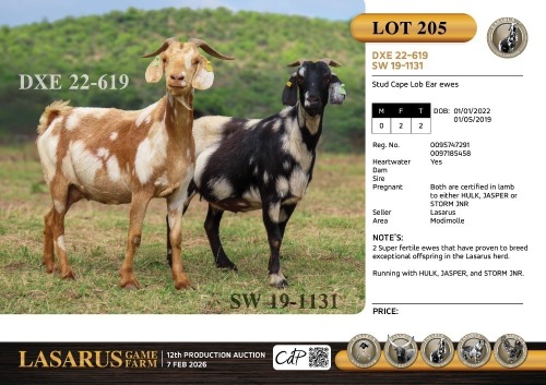 2X Stud Cape Lob Ear ewes Lasarus Game Farm (Pay per Animal)