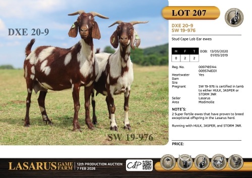 2X Stud Cape Lob Ear ewes Lasarus Game Farm (Pay per Animal)