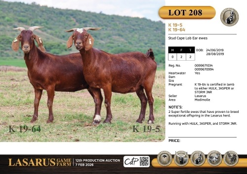 2X Stud Cape Lob Ear ewes Lasarus Game Farm (Pay per Animal)