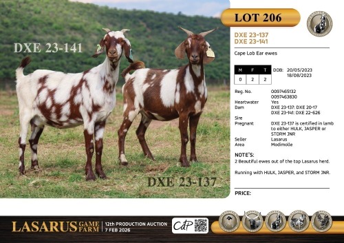 2X Cape Lob Ear ewes Lasarus Game Farm (Pay per Animal)