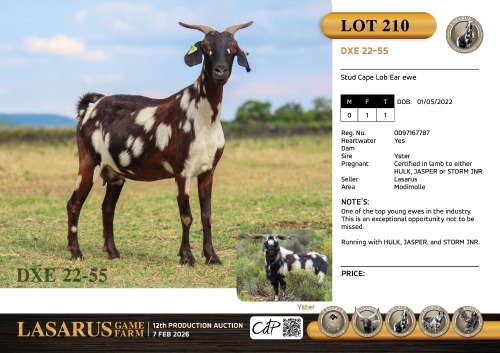 1X Stud Cape Lob Ear ewe Lasarus Game Farm