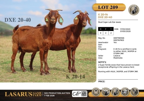 2X Stud Cape Lob Ear ewes Lasarus Game Farm (Pay per Animal)