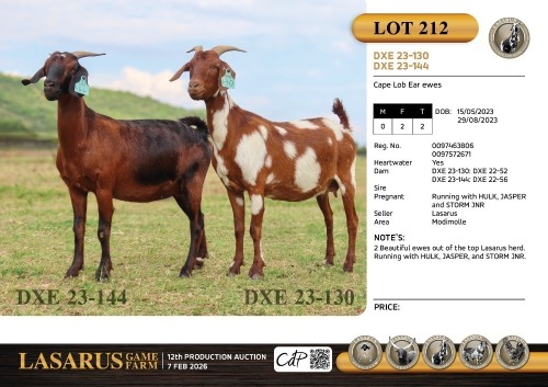 2X Cape Lob Ear ewes Lasarus Game Farm (Pay per Animal)