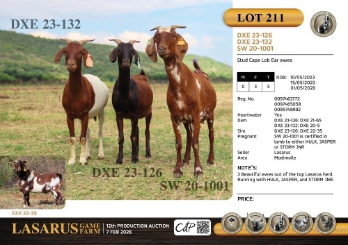 3X Stud Cape Lob Ear ewes Lasarus Game Farm (Pay per Animal)