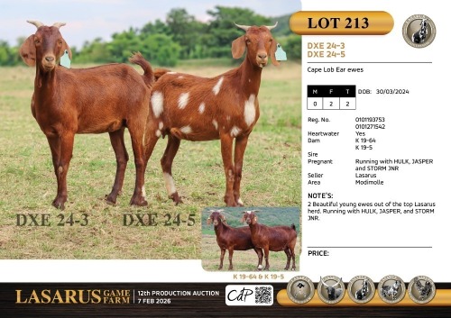 2X Cape Lob Ear ewes Lasarus Game Farm (Pay per Animal)