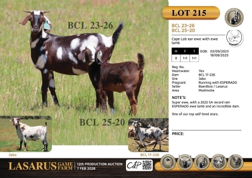 1+1X Cape Lob ear ewe with ewe lamb Baardbos / Lasarus