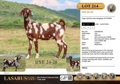 1X Cape Lob Ear ewe daughter of STORM Lasarus Game Farm