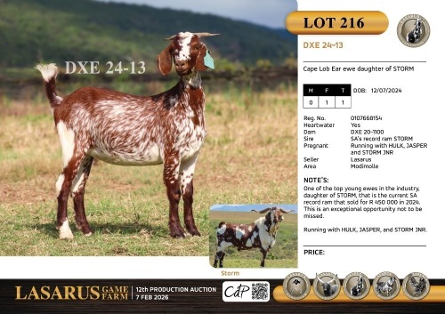 1X Cape Lob Ear ewe daughter of STORM Lasarus Game Farm