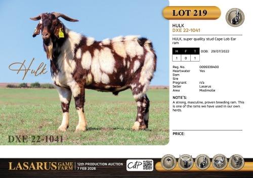 1X HULK, super quality stud Cape Lob Ear ram Lasarus Game Farm