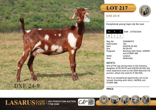 1X Exceptional young Cape Lob Ear ewe Lasarus Game Farm