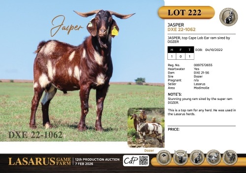 1X JASPER, top Cape Lob Ear ram sired by DOZER Lasarus Game Farm