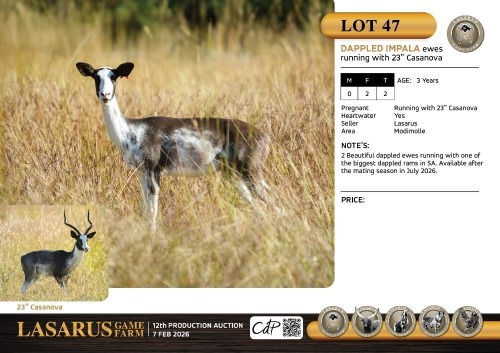 F:2 T:2 X Dappled impala ewes running with 23" Casanova. Lasarus Game Farm (Pay per Animal)