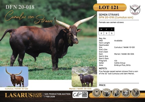 5X DFN 20-018 (Cumulus son) Female sex semen straws Cattle Group