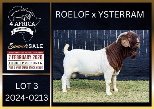 1 X BOER GOAT FLOCK ON TEAT BUCK Karsten Boerbokke PTY LTD
