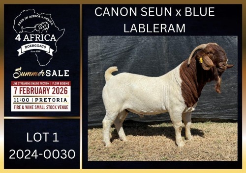 1 X BOER GOAT FLOCK ON COLOUR BUCK Karsten Boerbokke PTY LTD