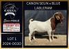 1 X BOER GOAT FLOCK ON COLOUR BUCK Karsten Boerbokke PTY LTD