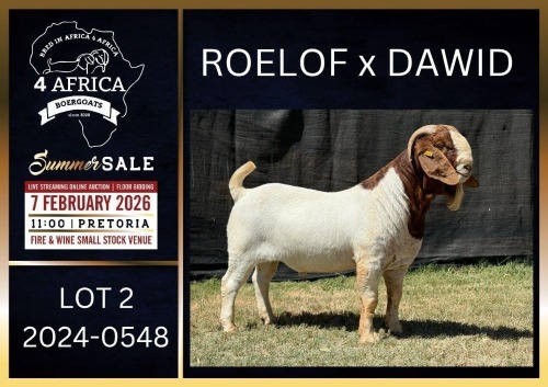 1 X BOER GOAT FLOCK ON TEAT AND COLOUR BUCK Karsten Boerbokke PTY LTD