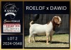 1 X BOER GOAT FLOCK ON TEAT AND COLOUR BUCK Karsten Boerbokke PTY LTD