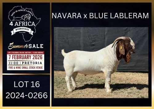 1 X BOER GOAT STUD BUCK Karsten Boerbokke PTY LTD