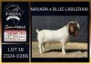 1 X BOER GOAT STUD BUCK Karsten Boerbokke PTY LTD