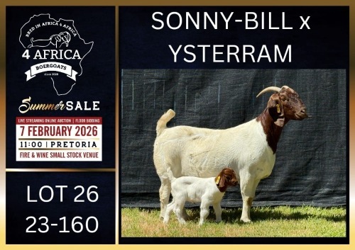1+1 X BOER GOAT FLOCK DOE Karsten Boerbokke PTY LTD